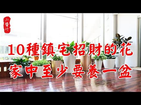 金枝玉葉植物風水